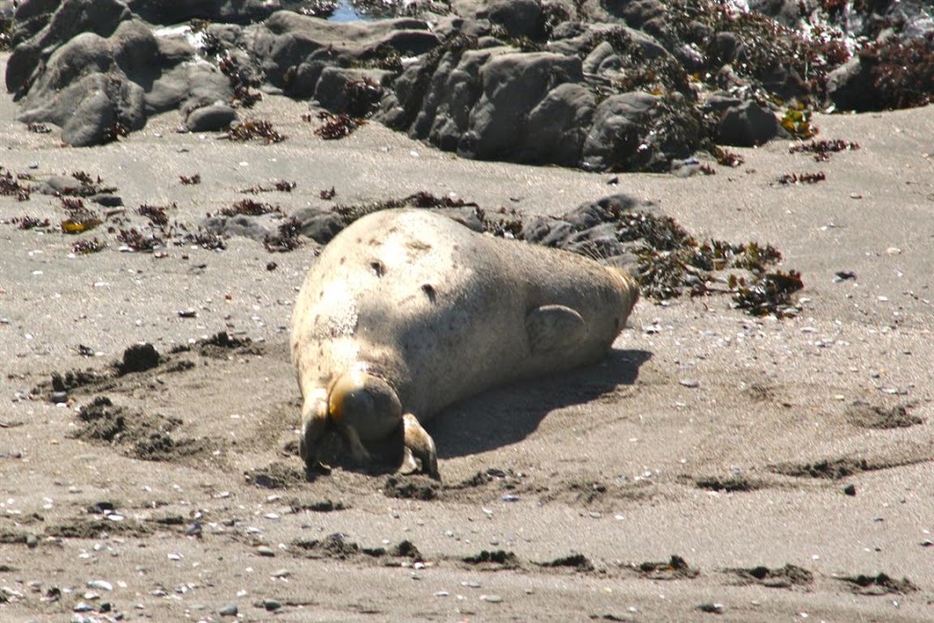 Sea Ranch harbor seals, harbor seals, Sea Ranch, Marine Mammal Center