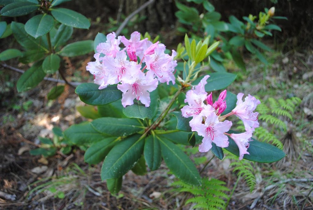 Wild Rhododendrons Mendonoma Sightings