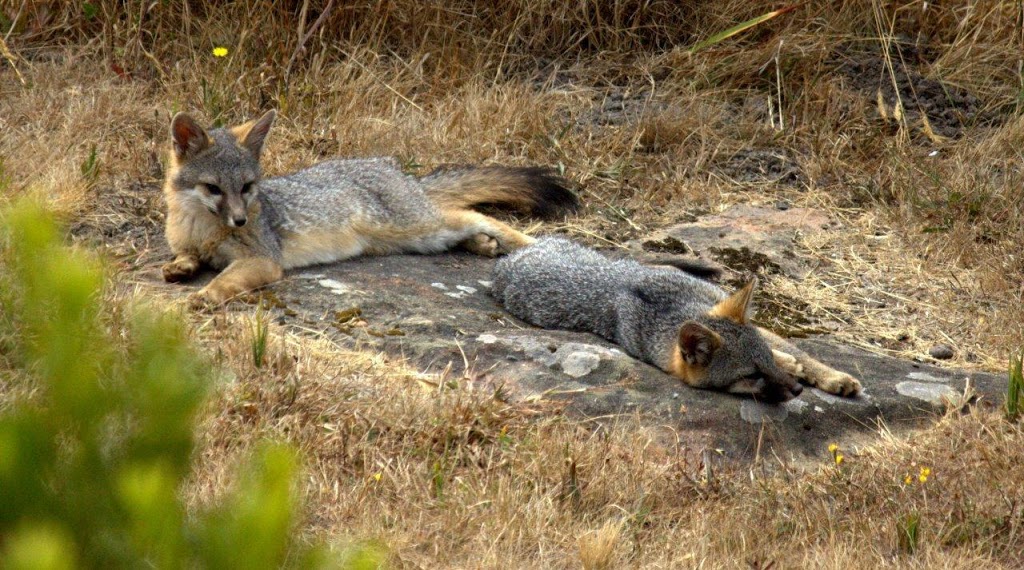Gray Fox Kits Growing Up Mendonoma Sightings