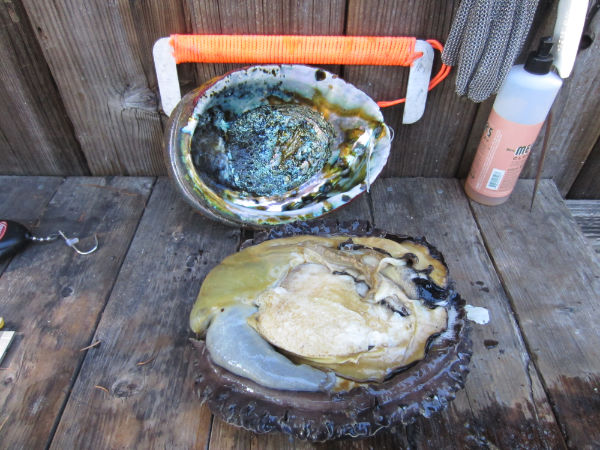 Where can you learn about abalone diving?
