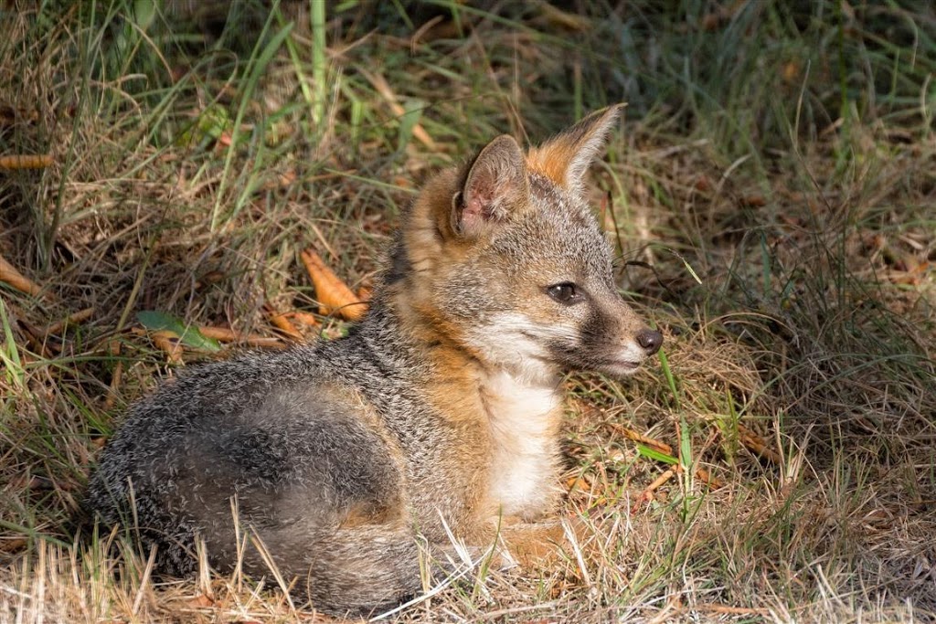 Gray Fox Kit Page 2 Mendonoma Sightings