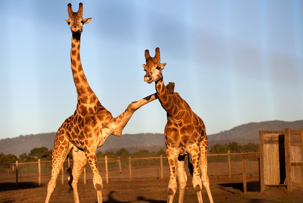 endangered animals in Point Arena – Mendonoma Sightings