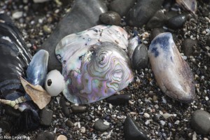 Abalone Shell mixed with mussel shells and a limpet by Ron LeValley
