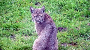 April Bobcat by Mark Simkins (Large)