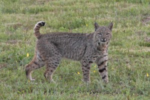 A confident Bobcat by Thom Matson