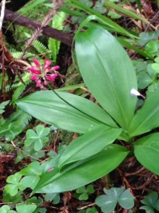 Andrew's Clintonia by Rozann Grunig