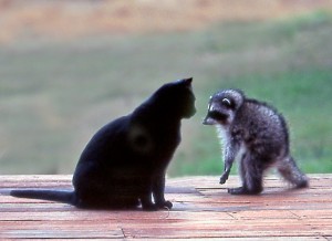 Baby Raccoon meets the friendly housecat by Siegfried Matull