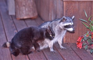 Best friends, a housecat and a Raccoon by Siegfried Matull