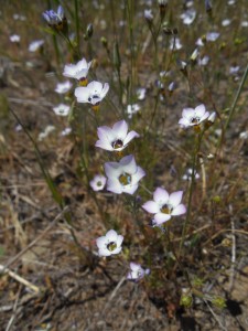 Bird's-Eye Gilia, Gilia tricolor, by Peter Baye