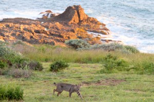 Bobcat on a Sea Ranch meadow by Thom Matson