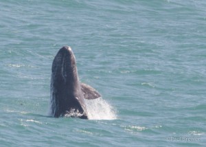 Breaching Gray Whale calf 5.22.14 by Paul Brewer