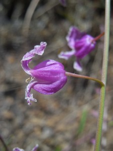 Bristly Jewelflower, Streptanthus glandulosus hoffmanii, by Peter Baye