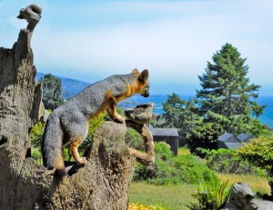 Gray Fox on a tree stump by Siegfried Matull