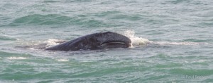 Gray Whale Calf by Paul Brewer