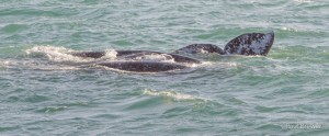 Gray Whale Migration-Mother with calf by Paul Brewer