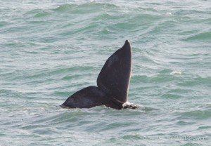 Gray Whale Tail by Paul Brewer