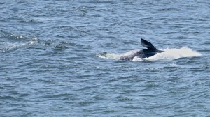 Gray Whale calf breaching by Richard Kuehn