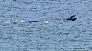 Gray Whale calf lunge feeding by Richard Kuehn