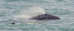 Gray Whale spout by Paul Brewer