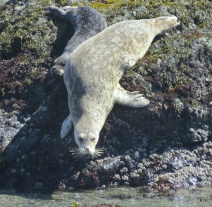 Headed for the main channel rock - a Harbor Seal mom with her pup by Robert Scarola