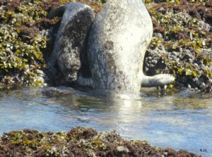 Into the main channel - a Harbor Seal mom shows her pup the way by Robert Scarola