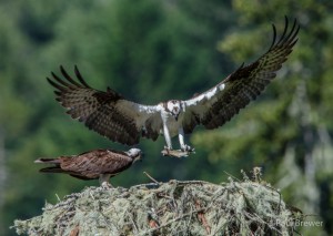 Male Osprey bring fish to the nest by Paul Brewer