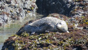 Mom says job well done - a Harbor Seal mom with her pup by Robert Scarola