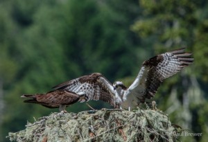 Osprey Nest Mom tears food and feeds unseen chick by Paul Brewer