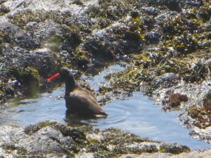 Oystercatcher wading by Cece Case (Large)