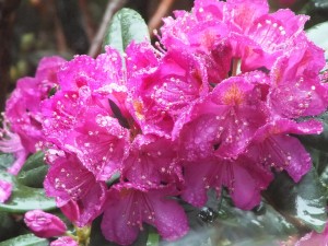 Rhodi in the rain 5-8-14 by Rob Diefenbach