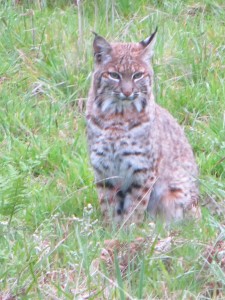 Thursday Bobcat by Jinx McCombs