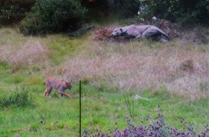 Timid Bobcat passes by stone Jaguar by Jinx McCombs