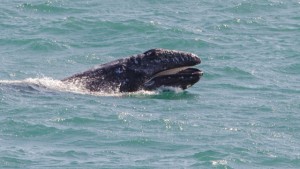 Whale Migration-Calf by Paul Brewer