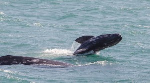 Whale Migration-Gray Whale calf breaches by Paul Brewer