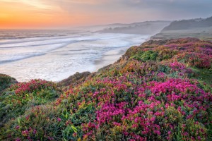 Wildflowers at The Sea Ranch by Paul Kozal