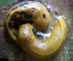 Yin Yang Banana Slugs by Craig Tooley