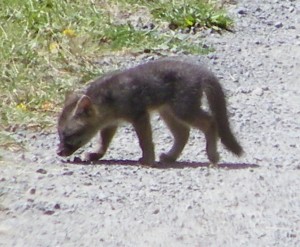 A Fox Kit by Cathleen Crosby