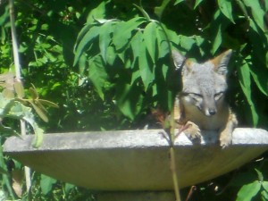 A relaxed Gray Fox mom in birdbath by Lynda Opperman