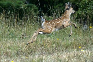 A young Fawn leaps by Allen Vinson