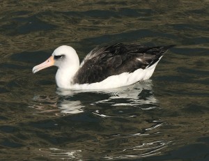 Al, the Laysan Albatross, by John Batchelder