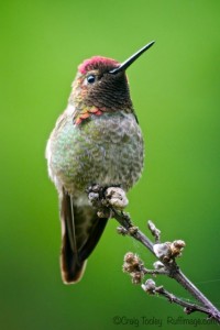 Anna's Hummingbird by Craig Tooley