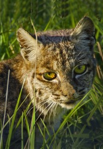 Bobcat Face by Siegfried Matull