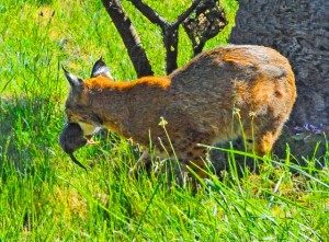 Bobcat catches a Vole by Siegfried Matull