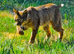 Bobcat with a vole by Siegfried Matull