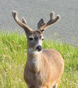 Buck in velvet by Rob Diefenbach