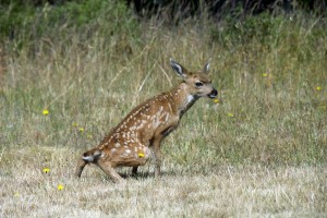 Fawn peeing by Allen Vinson