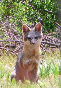 Gray Fox mother by Cathleen Crosby