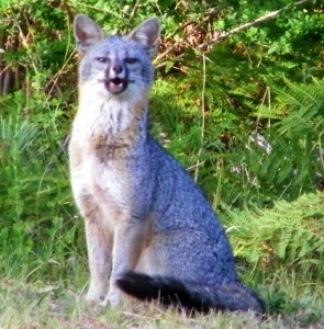 Gray Fox talk by Cathleen Crosby