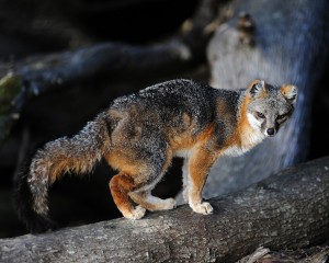 Gray Fox with tattered ears by Ken Bailey