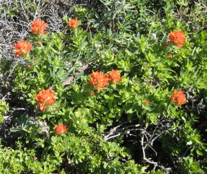 Indian Paintbrush at Windermere Point by John Sperry